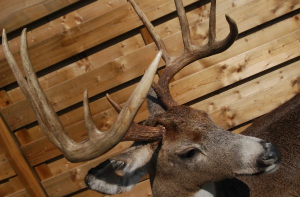 Beautifully full mount whitetail deer