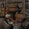 Beautifully full mount whitetail deer