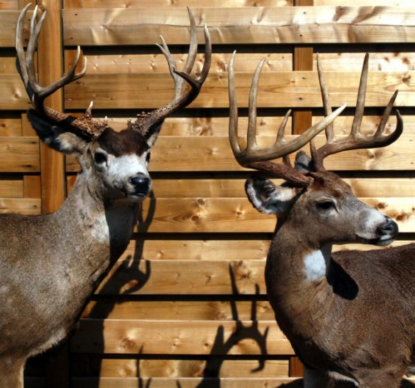 Beautifully full mount whitetail deer