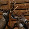 Beautifully full mount whitetail deer