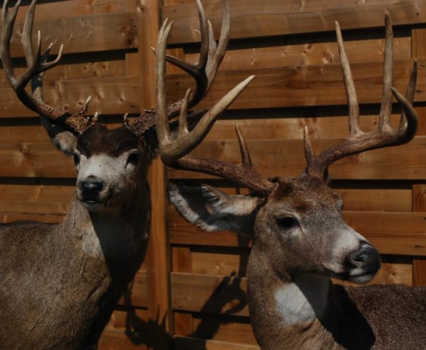 Beautifully full mount whitetail deer