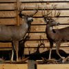 Beautifully full mount whitetail deer