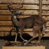 Beautifully full mount whitetail deer