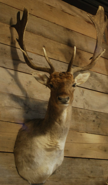 Recent stuffed head of a deer