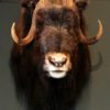 Rough stuffed head of a musk ox