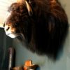 Rough stuffed head of a musk ox