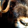 Rough stuffed head of a musk ox