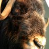 Rough stuffed head of a musk ox