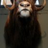 Rough stuffed head of a musk ox