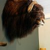 Rough stuffed head of a musk ox