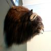 Rough stuffed head of a musk ox