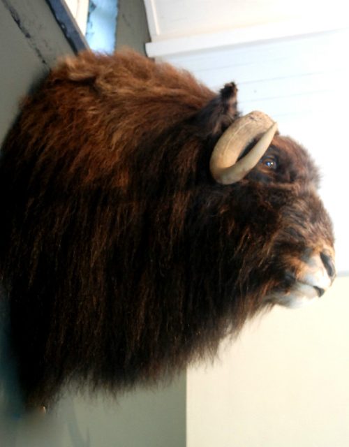 Rough stuffed head of a musk ox