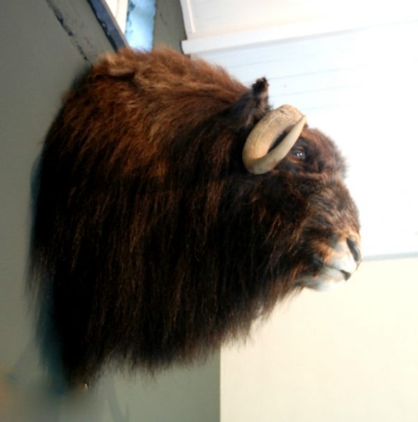 Rough stuffed head of a musk ox