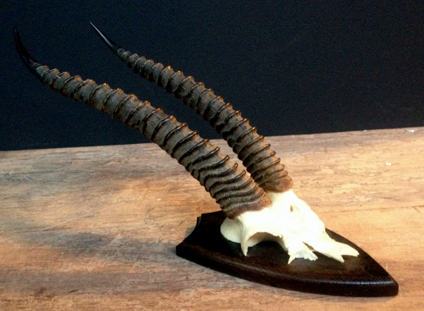 Nice horns of a thomson gazelle. - BEAST Interiors