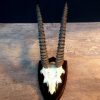 Mooie hoorns van een thomson gazelle. De schedel is gemonteerd op een hard houten paneel. De hoorns hebben een mooie patine.