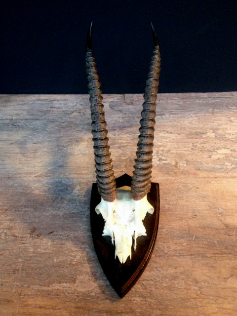 Mooie hoorns van een thomson gazelle. De schedel is gemonteerd op een hard houten paneel. De hoorns hebben een mooie patine.