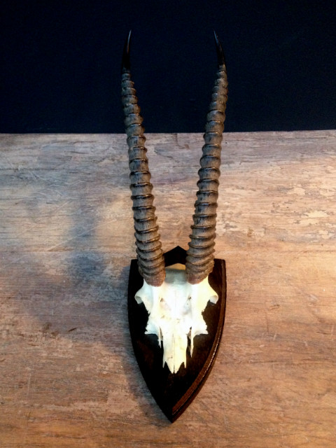 Nice horns of a thomson gazelle. - BEAST Interiors