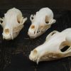 Beautiful bleached skulls of foxes