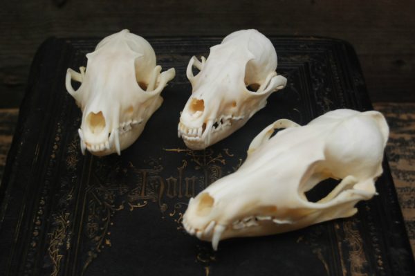 Beautiful bleached skulls of foxes