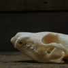 Beautiful bleached skulls of foxes