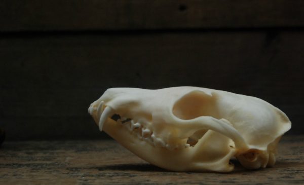 Beautiful bleached skulls of foxes