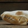 Beautiful bleached skulls of foxes