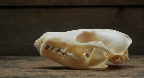 Beautiful bleached skulls of foxes