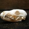 Beautiful bleached skulls of foxes