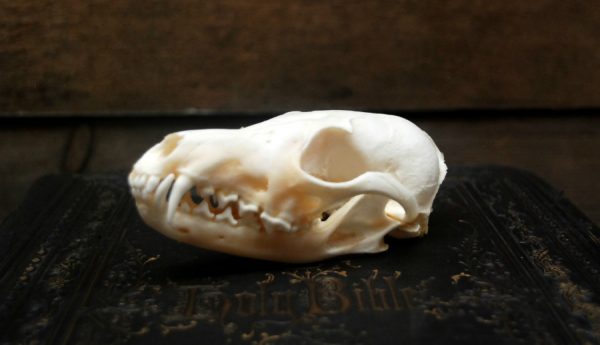 Beautiful bleached skulls of foxes