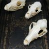 Beautiful bleached skulls of foxes