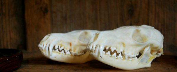 Beautiful bleached skulls of foxes