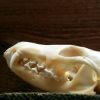 Beautiful bleached skulls of foxes