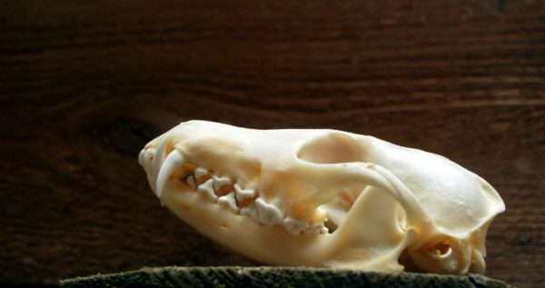 Beautiful bleached skulls of foxes