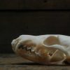 Beautiful bleached skulls of foxes