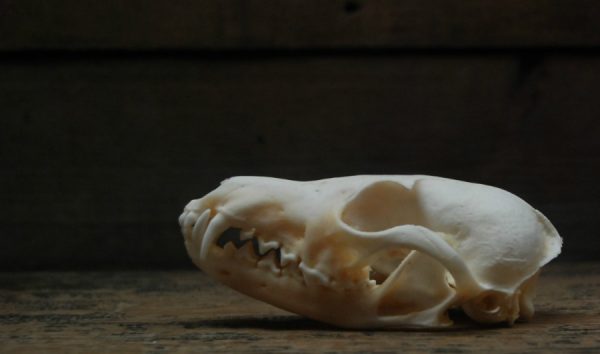 Beautiful bleached skulls of foxes