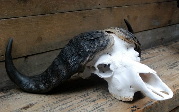 Zeer zware schedel van een kapitale kafferbuffel.