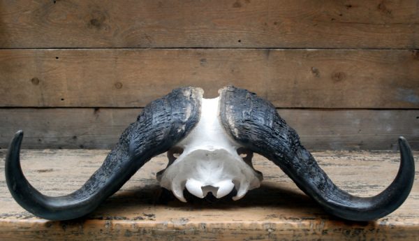 Very heavy skull of a capital Cape buffalo