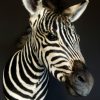 Recent en zeer unieke opgezette kop van een zebra veulen