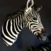 Recent en zeer unieke opgezette kop van een zebra veulen