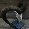 Capital mouflon skull on a stone base