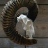 Capital mouflon skull on a stone base