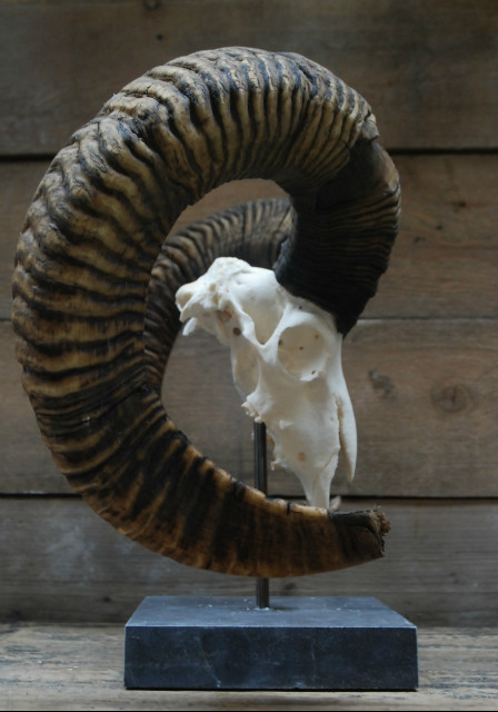 Capital mouflon skull on a stone base