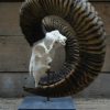 Capital mouflon skull on a stone base