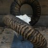 Capital mouflon skull on a stone base