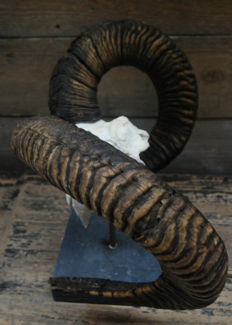 Capital mouflon skull on a stone base