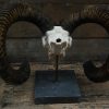 Capital mouflon skull on a stone base