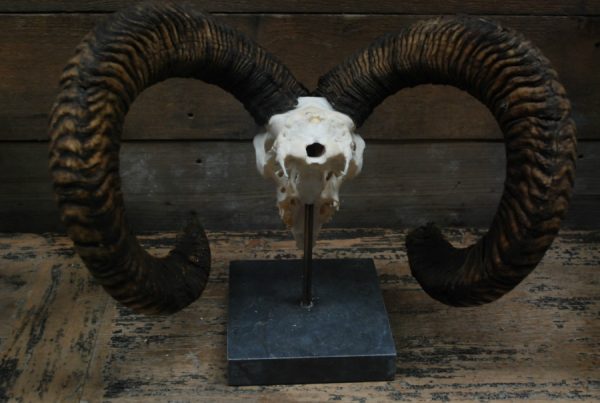 Capital mouflon skull on a stone base