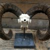 Capital mouflon skull on a stone base