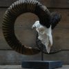 Capital mouflon skull on a stone base