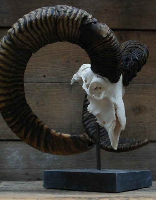 Kapitale mouflon schedel op een hardstenen sokkel